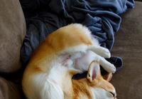 Corgi nukkuu