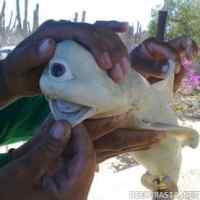 Syklooppi hai  - The Cyclops shark - Scientists have recently examined and X-rayed the fish, authenticating the catch. According to Seth Romans, a spokesman for Pisces Fleet, will publish a scientific paper about the find within the next several weeks.