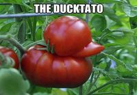 Ducktato